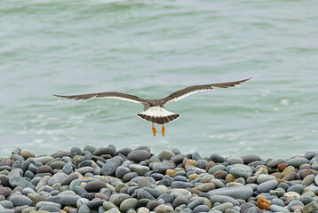 Seagull departing moment, in costa verde, Lima, Perú