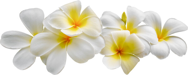 White frangipani flowers - 649963264