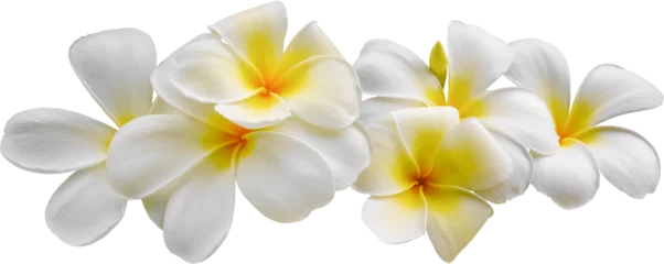 Foto op Canvas White frangipani flowers © Ammak