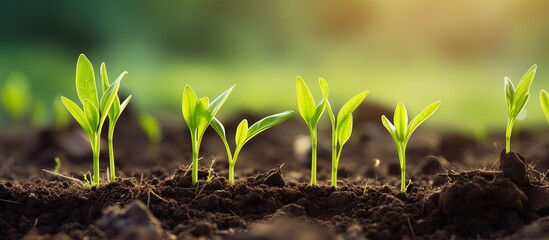 Nurturing fresh corn sprouts in farmland