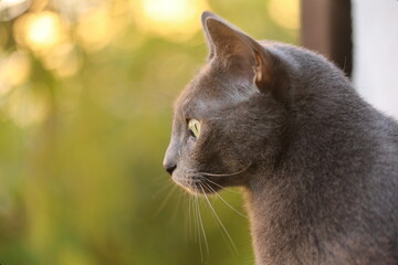 Katze, Russisch blau, 
