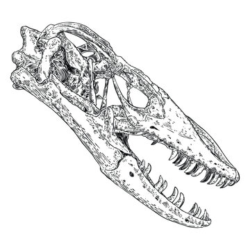 Komodo dragon lizard skull. Anguimorphs with big teeth. Water monitors, gila monster or slow worms. Reptile head bones.  Asian water monitor or Varanus. Vector.