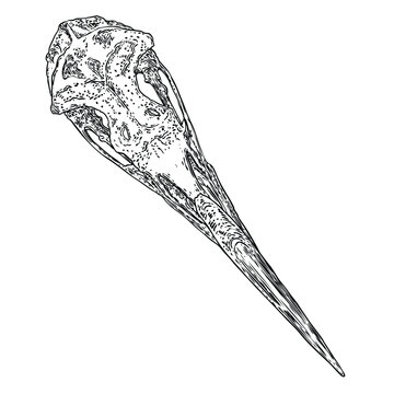 recommend clip art: Heron skull. Hand drawn bird skull, line art sketch of albatross bird head. Drawing by hand of bird head bones. Witchcraft, voodoo magic attribute for Halloween. Vector.