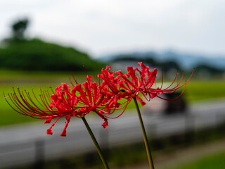 道路の脇に咲く真っ赤なヒガンバナ