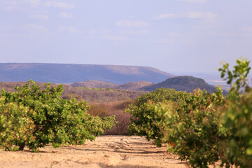PAISAGEM NATURAL NO NORDESTE DO BRASIL