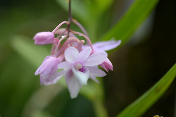 デンドロビウム・ムタビレ