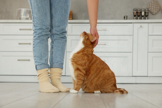 Woman petting cute cat in kitchen at home, closeup