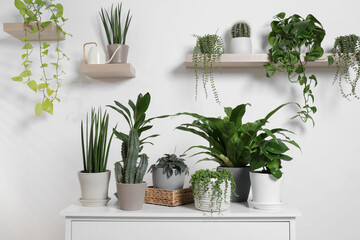 Green houseplants in pots and watering can near white wall