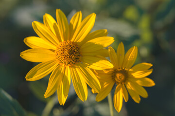 Black-eyed susan (Rudbeckia fulgida 'Goldstrum') flowers in bloom close-up