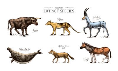 Extinct species. Wild mammal animals and birds. Tasmanian wolf, Quagga. Aurochs. Blue antelope. Steller's sea cow. Hand drawn vector engraved sketch. Graphic vintage style. 