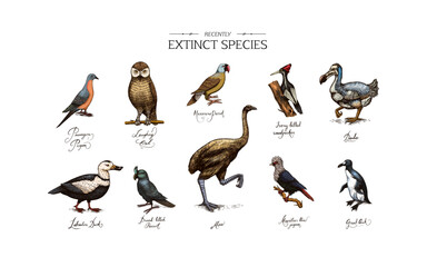 Extinct species. Wild mammal animals and birds.Dodo. Moa Passenger pigeon Great auk. Penguin. Mascarene parrot. Labrador duck. Laughing owl. Hand drawn vector engraved sketch. Graphic vintage style. 