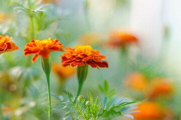 Beautiful marigold flowers bloom in the garden. Beautiful bright orange and green floral background