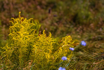  Yellow ragweed blooms in the meadow,  shallow depth of field, allergic plant, allergy season