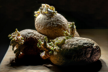 Potatoes stored for a long time full of mold and germinating on their own, macro photography