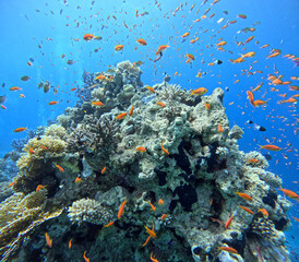 Fototapeta na wymiar Coral reef in the Red Sea next to Sharm El-Sheikh