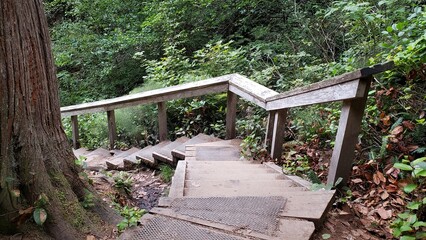 Wooden Boardwalk walkway in the rainforest