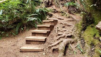 Wooden Boardwalk walkway in the rainforest