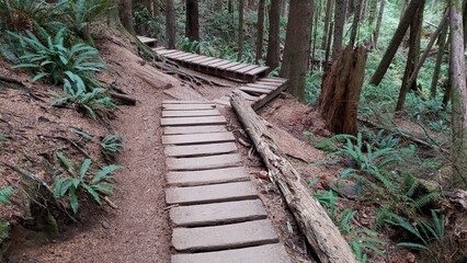Wooden Boardwalk walkway in the rainforest