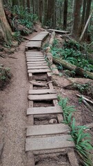 Wooden Boardwalk walkway in the rainforest