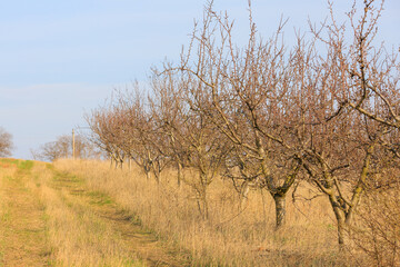 Fototapeta premium Withered garden. Background with selective focus and copy space