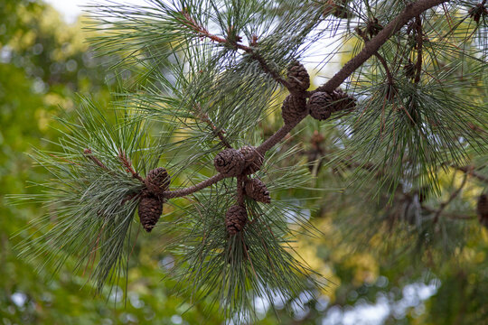 Close-up on pinecones on a Manchurian red pine