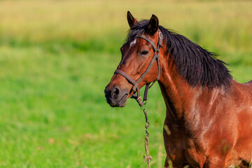 Horse in the pasture. Background with selective focus and copy space