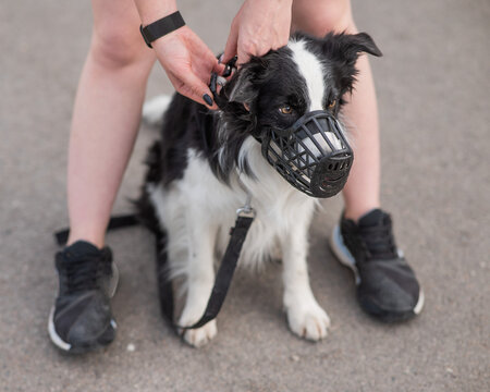 Woman walks 2 dogs. Close-up of female legs, border collie and bull terrier in muzzles and on leashes on a walk outdoors. 