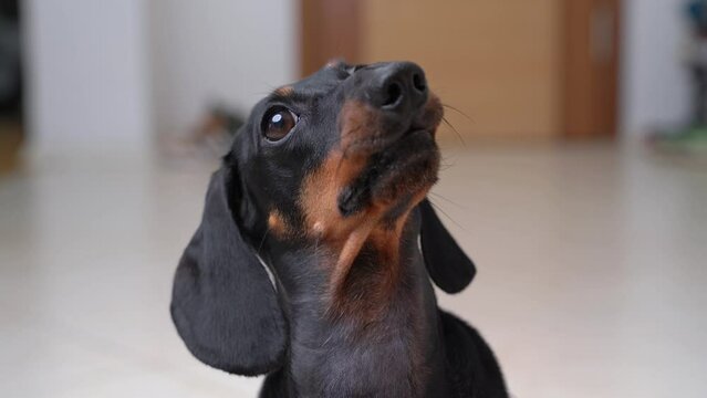 Portrait of a funny little dog dachshund incomprehensibly turns his head stare attentively, silly facial expression. Slow-witted loser is waiting for an explanation Puppy innocent look