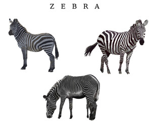 Fototapeta na wymiar zebras in the wild white background png file 