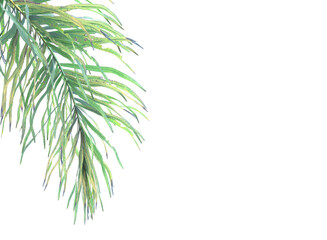 palm leaf isolated