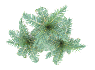 top view of palm trees isolated