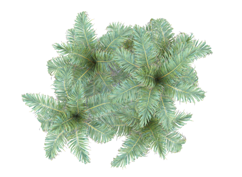 top view of palm trees isolated