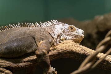 グリーンイグアナ