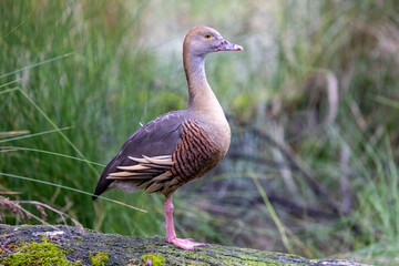 Australian Plumed Whistling Duck perched on log