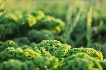 KALE green cabbage cultivation on a farm for business, in the fields, care - obrazy, fototapety, plakaty