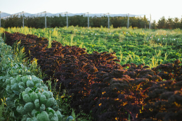 Purple kale leaves, cabbage cultivation on a farm for business, in the fields, care - obrazy, fototapety, plakaty