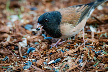 Dark-eyed Junco eating a sunflower seed.