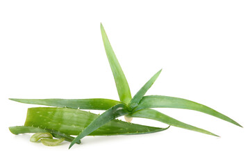 Aloe vera plant isolated on white background