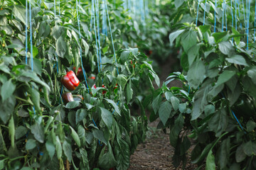 Cultivation of agricultural crops of bell pepper in a greenhouse. Vegetable business
