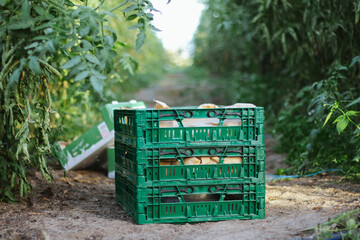 A green plastic box stands between the rows in the greenhouse, harvesting