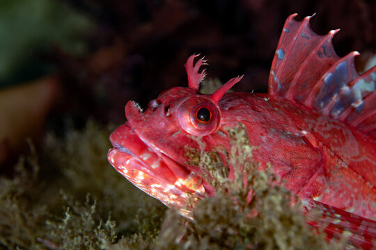 Scorpaenichthys marmoratus, juvenile cabezon