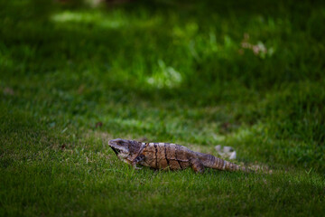 Nature's Camouflage: A Green Iguana Blending Seamlessly in a Verdant Landscape