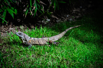 Nature's Camouflage: A Green Iguana Blending Seamlessly in a Verdant Landscape