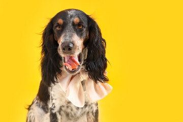 Portrait of cute cocker spaniel with bow on yellow background
