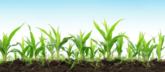 Obraz premium Expansive perspective of growing corn field