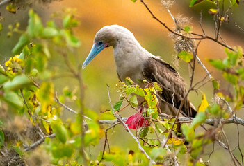 Galapagos Red Footed Booby