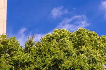 trees against sky