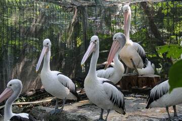 The Australian pelican is a large water bird in the Pelecanidae family, widely distributed in the inland and coastal waters of Australia and New Guinea