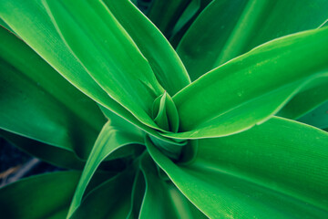 closeup tropical green leaves nature in the garden and dark tone background concept.