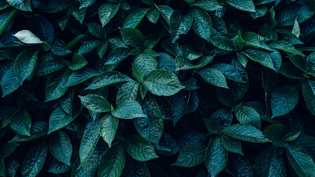 closeup tropical green leaves texture and dark tone process, abstract nature pattern background